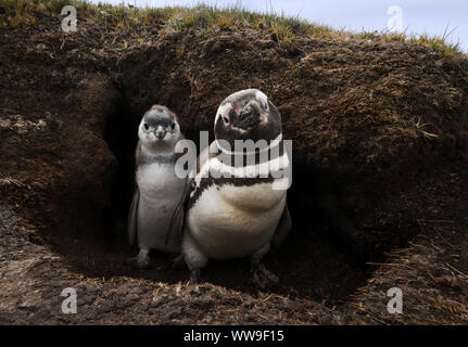 Close-up di un i pinguini di Magellano (Spheniscus magellanicus) in burrow nelle isole Falkland. Foto Stock