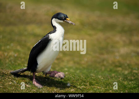 Close-up di un Imperiale shag (Leucocarbo atriceps) camminando su erba, Isole Falkland. Foto Stock