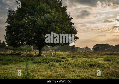 Bella immagine di panorama di ovini risveglio sotto agli alberi durante il periodo estivo sunrise nel paesaggio inglese Foto Stock