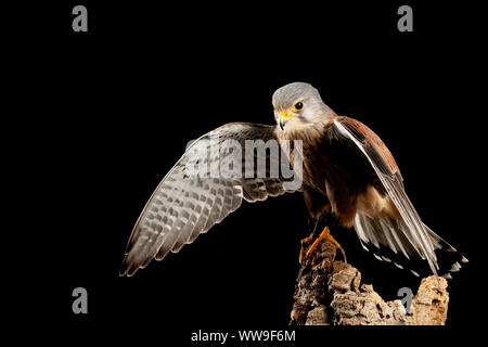 Splendido ritratto del Gheppio Falco tinnunculus in studio di impostazione su sfondo nero Foto Stock