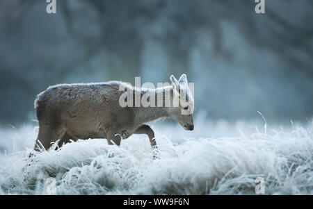 Close up di un cervo rosso hind su un inizio inverno mattina a piedi in un campo di erba. Foto Stock