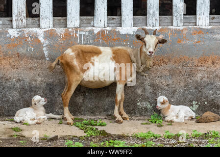 Capra e capra bambino, animali a Sao Tomé e Principe, in un villaggio Foto Stock