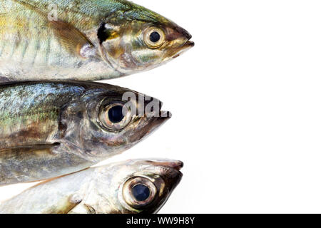 Selar crumenophthalmus ,obeso scad ,pesce isolato su sfondo bianco. Foto Stock