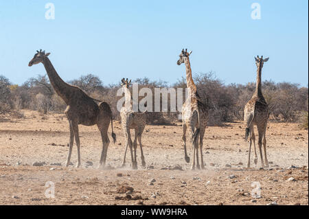 Quattro le giraffe angolano - Giraffa giraffa angolensis camminare nervosamente intorno al fiume nel parco nazionale Etosha, Namibia. Foto Stock