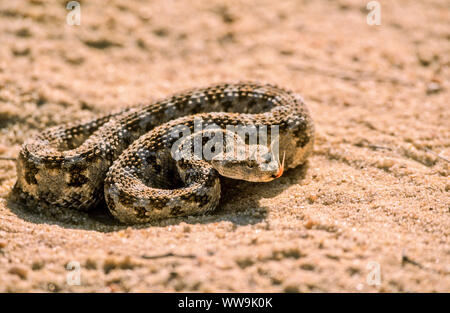 Saharan vipera cornuta (Cerastes cerastes ) Foto Stock