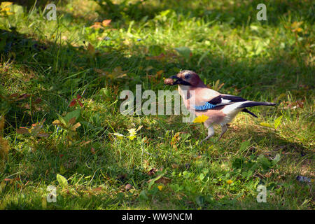 Colorato Garrulus glandarius o jay bird con acorn nel suo becco, affamato eurasian jay bird in autunno Foto Stock