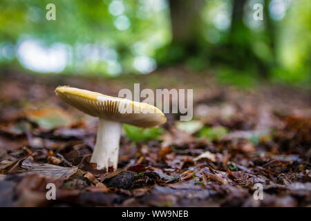 Funghi selvatici crescendo attraverso il suolo della foresta in Irlanda Foto Stock