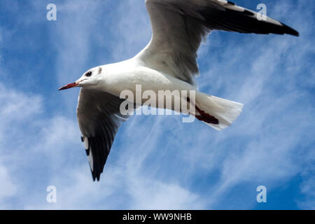 Testa nera gull flying Larus ridibundus, piumaggio invernale Foto Stock