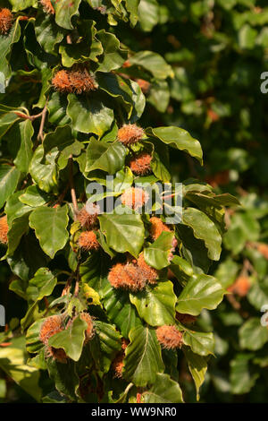 Macro di Fagus sylvatica con molti dado mature le capsule sui rami, dado mature capsule su comuni faggio in autunno Foto Stock