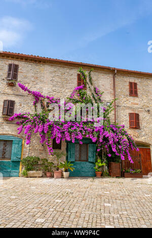 Big Pink Bougainvillea Tree sulla parete di una vecchia casa con persiane verdi a Fermo, Italia. Foto Stock