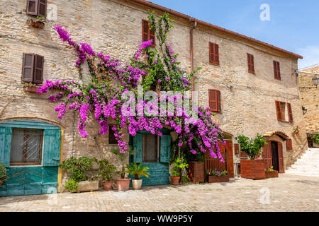 Big Pink Bougainvillea Tree sulla parete di una vecchia casa con persiane verdi a Fermo, Italia. Foto Stock