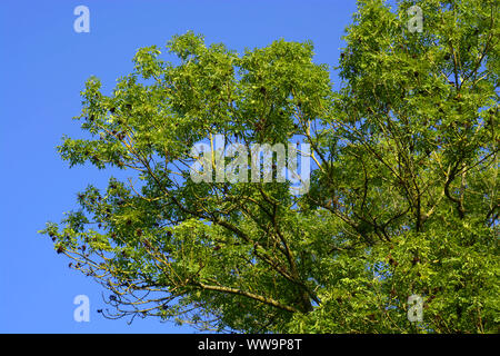 Unione frassino con luminoso verde rami, grande frassino o Fraxinus excelsior di fronte blu cielo chiaro Foto Stock