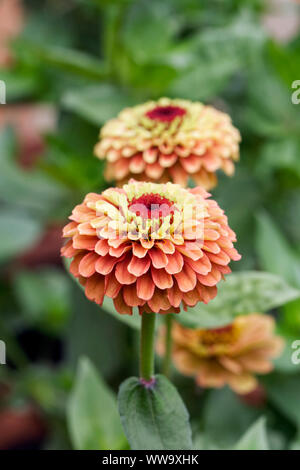 Zinnia 'Regina Lime Orange' Fiore. Foto Stock