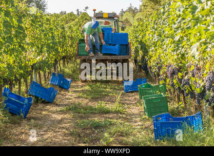 La distribuzione delle caselle colorate per la raccolta di grappoli di uva nera nella zona del Chianti, Toscana, Italia Foto Stock