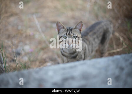 Naxos, Grecia - 27 Giugno 2018: un gatto randagio sull'isola di Naxos, un posto popolare con i turisti per la Grecia. Foto Stock