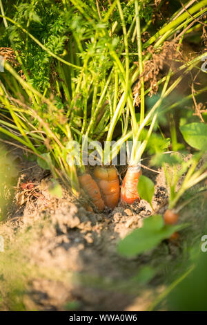 Foto di carote nel giardino sul giorno di estate Foto Stock