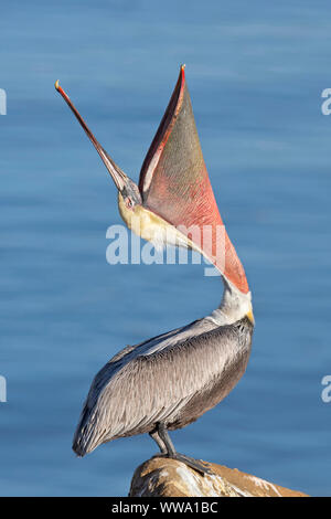 Brown Pelican - raro pacifico/ gara californiana, Pelicanus occidentalis californicus, un uccello adulto facendo la testa comportamentali buttare, San Diego, California Foto Stock