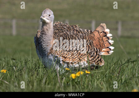 Grande Bustard, Otis tarda, femmina, aprile, Stonehenge, Wiltshire Foto Stock