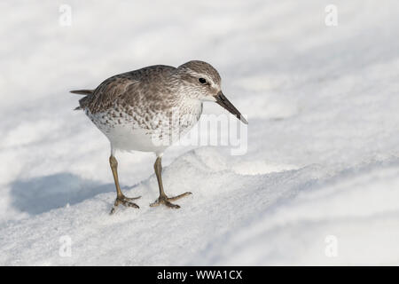 Nodo, il nodo rosso, Calidris canutus, Adulti inverno bird alla ricerca di cibo nella neve da un pool di costiera. Febbraio, Norfolk Foto Stock