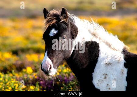 Wild Horse sulla montagna Foto Stock