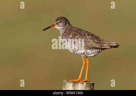 Un adulto Redshank in guardia e la chiamata a pulcini Foto Stock