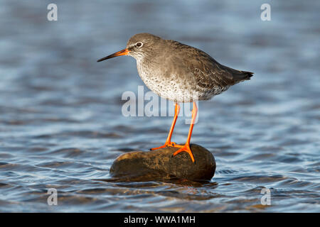 Redshank, Tringa totanus, un unico piumaggio invernale bird in appoggio su di una roccia in una laguna costiera, Norfolk, Novembre Foto Stock