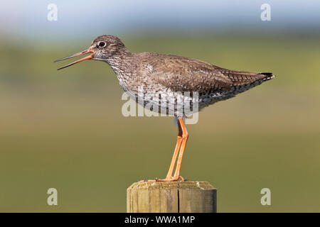 Redshank, Tringa totanus, una singola estate piumaggio bird allarmante da un palo da recinzione mentre a guardare oltre i suoi pulcini, North Norfolk, può Foto Stock