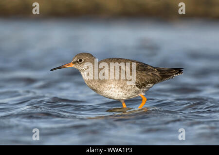 Un adulto pesca Redshank Tringa totanus North Norfolk paludi Novembre Foto Stock