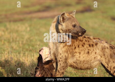 Avvistato iena con un collare GPS alimentazione su una testa di gnu, il Masai Mara National Park, in Kenya. Foto Stock