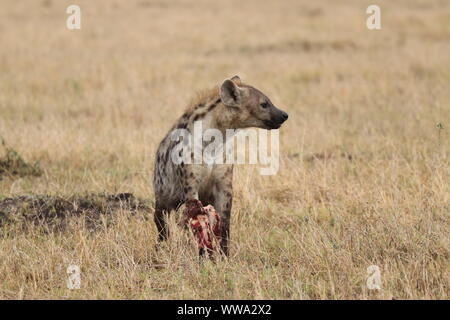 Spotted hyena alimentazione su una scapola, il Masai Mara National Park, in Kenya. Foto Stock