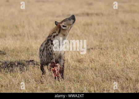 Spotted hyena alimentazione su una scapola, il Masai Mara National Park, in Kenya. Foto Stock