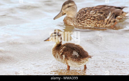 Mallard duck orologi femminile come la sua giovane si prepara ad entrare in acqua Foto Stock