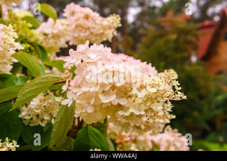 Infiorescenza bianco-rosa panicled hydrangea fiori close-up Foto Stock