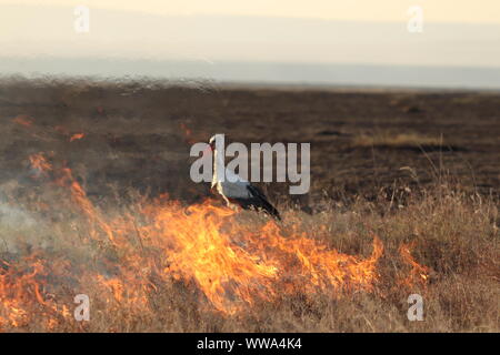 Bird e il fuoco nella savana africana, il Masai Mara National Park, in Kenya. Foto Stock