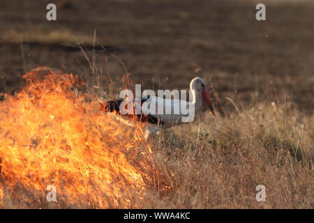 Bird e il fuoco nella savana africana, il Masai Mara National Park, in Kenya. Foto Stock