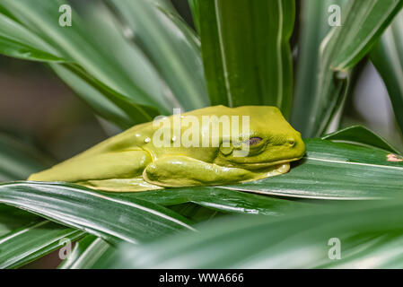 Flying Leaf Frog, Agalichnis sprelli, rana verde dorme su una foglia in Costa Rica Foto Stock