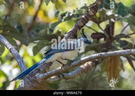 Bianco-throated magpie-jay, Calocitta formosa, uccelli esotici appollaiato su un ramo in Costa Rica Foto Stock