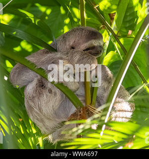 Marrone-throated Sloth, Bradypus Variegatus, sloth dormire su un albero in Costa Rica Foto Stock