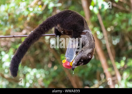 Un coati arrampicata a rubare e mangiare il nettare dei colibrì, in Costa Rica Foto Stock