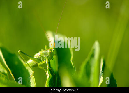 Grande Cavalletta verde sulle foglie Foto Stock