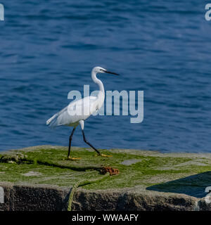 Airone bianco, bellissimo uccello in piedi sul molo in Bretagna Foto Stock