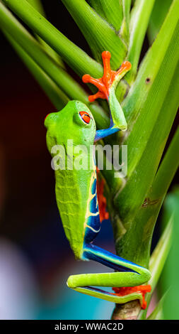 Una rana dagli occhi rossi, agalichnis caldrylias, divertente rana in Costa Rica Foto Stock