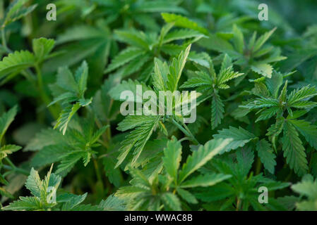 Sfondo verde delle foglie. Giovani pianta di cannabis. La Cannabis all'inizio della fioritura. Foto Stock