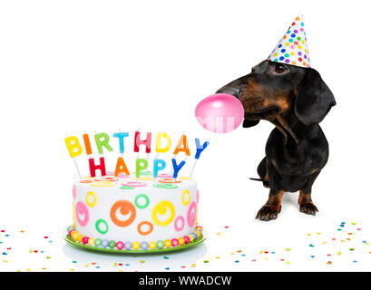 Bassotto o salsiccia cane affamato di un felice compleanno torta con candele ,indossa cravatta rossa e party hat , isolato su sfondo bianco Foto Stock