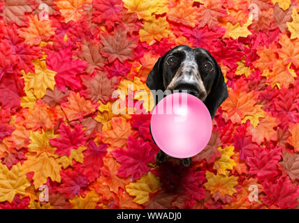 Fame di salsiccia cane bassotto con un grande osso bianco in attesa per il proprietario di andare a fare una passeggiata in autunno autunno con foglie, masticare gomme da masticare Foto Stock