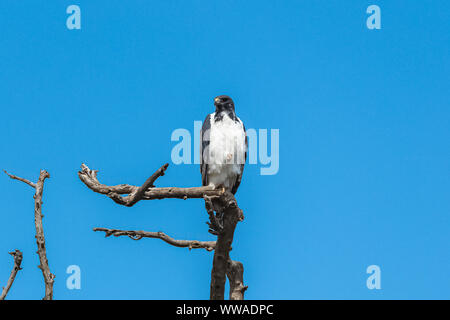 Augur Buzzard, Buteo augur, uccello che sta su un albero in Africa Foto Stock