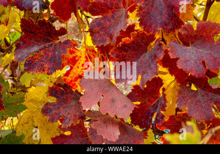 Vigne con foglie rosse in autunno Foto Stock