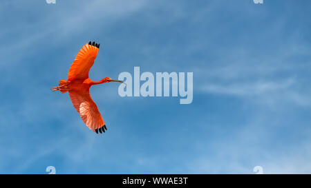 Scarlet Ibis, Eudocimus ruber, uccello rosso battenti Foto Stock