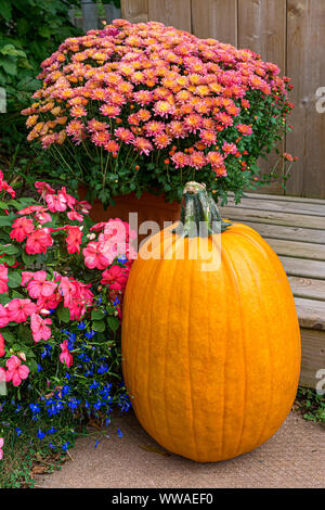 In autunno la decorazione con una zucca e fiori di caduta. Foto Stock