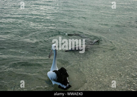 La barca a vela e osservare i delfini a Shark Bay, Monkey Mia, Australia occidentale Foto Stock